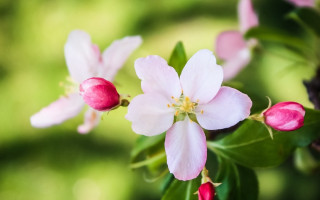 Pink flower bokeh daisy lily - the background and a blurry background free wallpaper