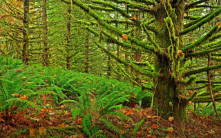 Lush green forest moss ferns - a lush green forest free wallpaper