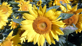 Sunflowers field blue sky puzzle - green grass free wallpaper
