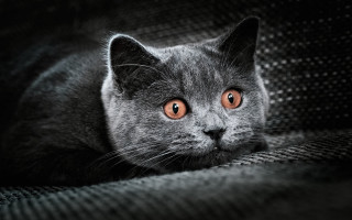 Orange eyed cat sad couch - a couch free wallpaper