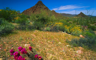 Flower field mountain sky bush - a blue sky in the background free wallpaper for desktop