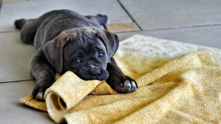 Puppy shiba inu sad towel - sad free wallpaper