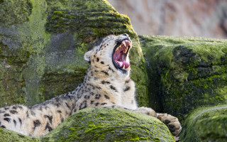Snow leopard yawning mossy rocks - mossy free wallpaper
