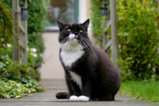 Black cat sitting on sidewalk - dof free wallpaper