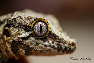 Lizard eye macro animal photography - frances jetter free wallpaper