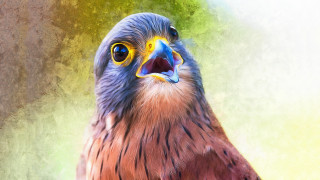 Bird colorful beak yellow eyes - look free wallpaper for desktop