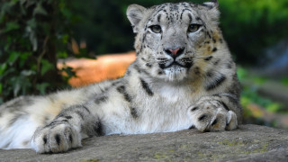 Snow leopard zoo ensemble blurry - a snow leopard free wallpaper