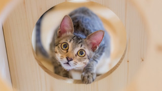 Cat illusion symmetry 3d focus - a wooden frame free wallpaper