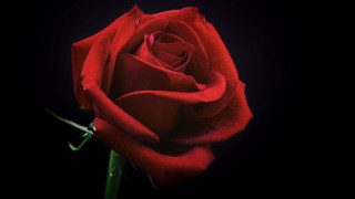 Red rose black background raytraced - a red rose free wallpaper for desktop