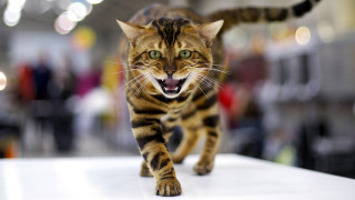 Cat bengal anger tiltshift bokeh - angry free wallpaper