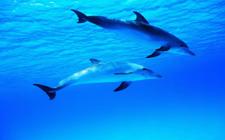 Dolphins ocean underwater blue sunlight - blue water free wallpaper