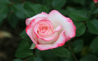 Pink rose blurry background puzzle - single free wallpaper