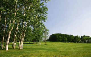 Field trees blue sky clouds 21 - de hirsh margule free wallpaper
