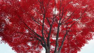 Red tree white sky bench - andy goldsworthy free wallpaper