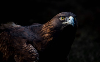 Large bird blue head yellow - a large bird free wallpaper