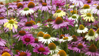 Purple yellow flower bouquet daisy - a white center free wallpaper