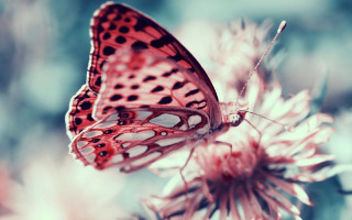 Butterfly flower sunlight macro blurry - dionisiu free wallpaper