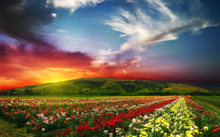 Flower field sunset cloudy sky - field free wallpaper for desktop