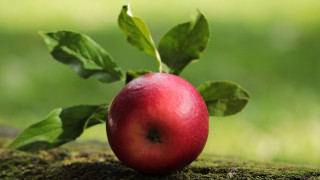 Red apple green leaves mossy - a green background and a blurry background free wallpaper