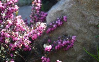 Pink cherry blossoms hydrangea wisteria - a rock in the foreground free wallpaper