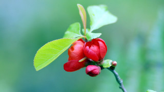 Red flower green leaves macro 5 - an zhengwen free wallpaper