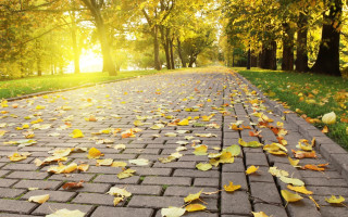 Fall brick road leaves autumn - the fall season free wallpaper