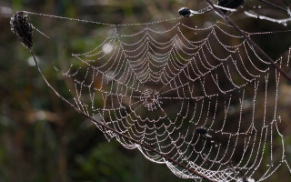 Spider web water droplets forest 2 - a spider web free wallpaper