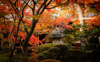 Autumn house trees fall leaves - orange leaf free wallpaper