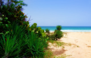 Beach plants water blue sky - felipe seade free wallpaper