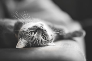 Cat couch back black and - the arm of the couch free wallpaper