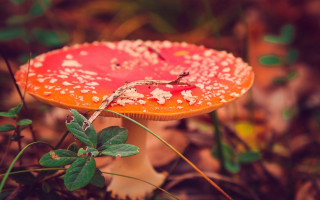 Red mushroom woods bokeh depth - a green plant free wallpaper