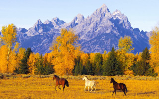 Horses mountains autumn leaves nature - three horse free wallpaper