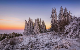 Snowy mountain trees sunset pink - tree and a sunset in the background free wallpaper
