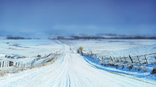 Snowy road fence cow winter - a fence free wallpaper