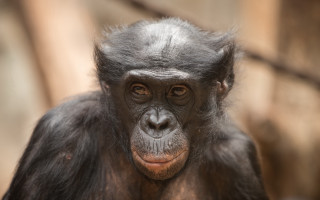 Monkey portrait blurry background closeup - alex petruk ape free wallpaper