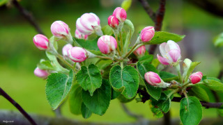 Pink flower green leaves bokeh 6 - a blurry background free wallpaper for desktop