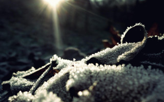 Sunshine snow leaf stem beam - anamorphic free wallpaper
