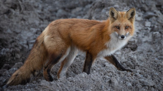 Red fox rocky snow blurry - primitivism free wallpaper