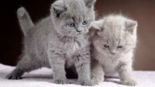 Kittens blue eyes white blanket - grey background free wallpaper