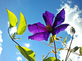 Purple flower green leaves blue 2 - bela čikoš sesija free wallpaper