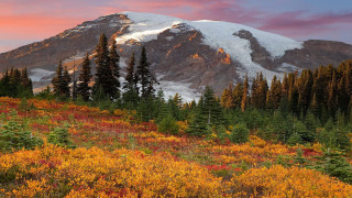 Mountain snow peak trees bushes - peak in the background free wallpaper