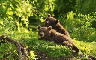Brown bears grassy hill nature - the background and bushes free wallpaper