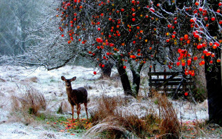 Deer field red apples snow - ground free wallpaper