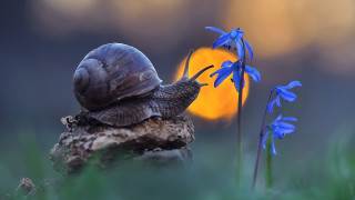 Snail rock flower yellow light - a yellow light free wallpaper