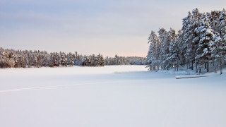 Snowy field benched trees winter - a line of trees free wallpaper