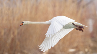 White swan flying dry grass 2 - tall free wallpaper