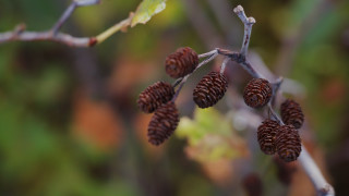 Pine cone branch bokeh macro - branch free wallpaper