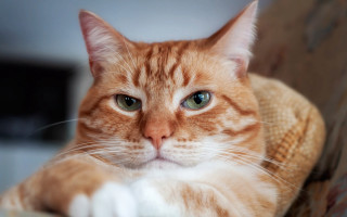 Cat blue eyes chair paw - its paw free wallpaper