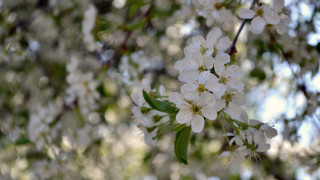 White flower tree sunny bokeh - the sunlight free wallpaper