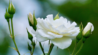 White flower green leaves blue 3 - rose free wallpaper